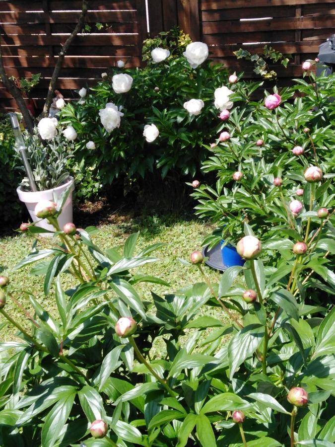 Apartment Mit Kleinem Garten