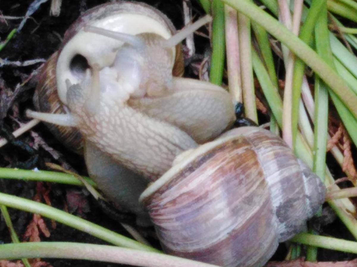 Mit Kleinem Garten *