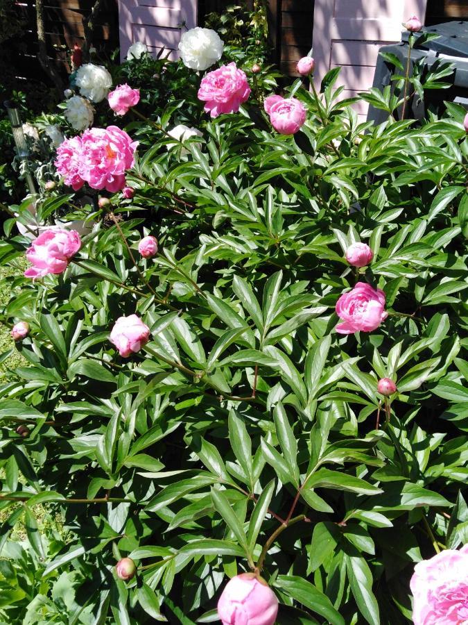 Mit Kleinem Garten Apartment *