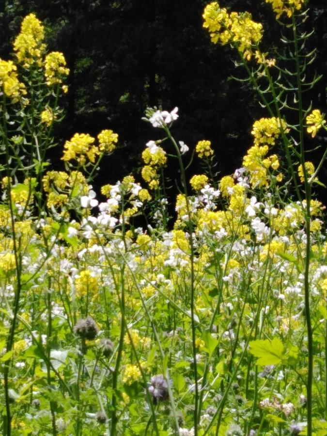 Mit Kleinem Garten Sonnenbuhl