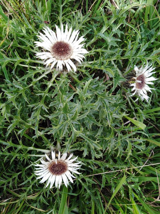 Mit Kleinem Garten Sonnenbuhl