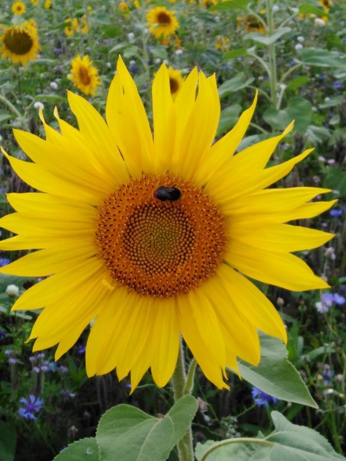 Mit Kleinem Garten